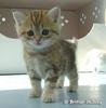 ptit chat trop mignon!!