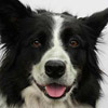 Chaser, le chien intelligent !