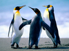 PENGUINS.JPG