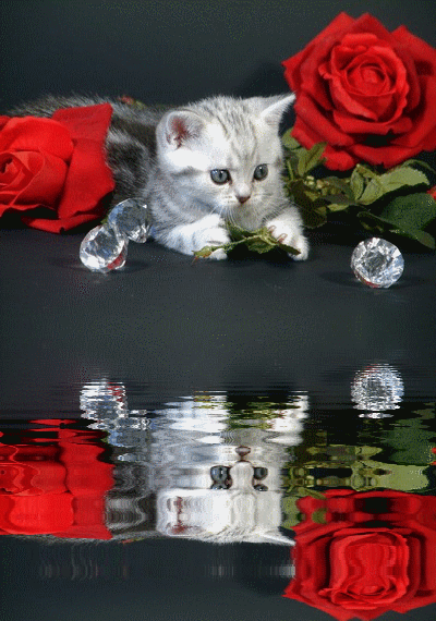 chat