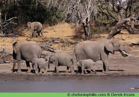 Elephants Elephants