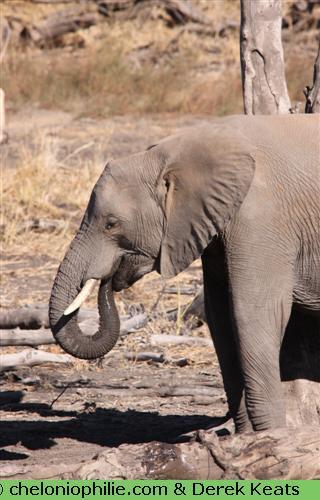 Elephant-boit Eléphant