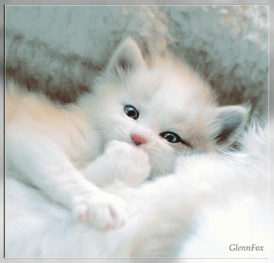 Blog de dauphin4517 :Autour de l'eau, chat blanc