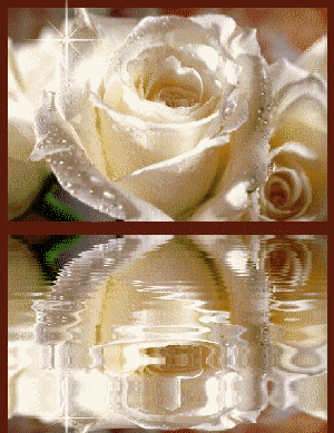 Les roses