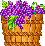 Fruits - Rain-Blog