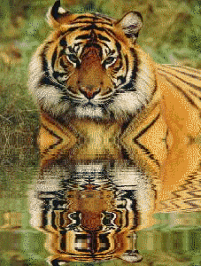 Tigre 002
