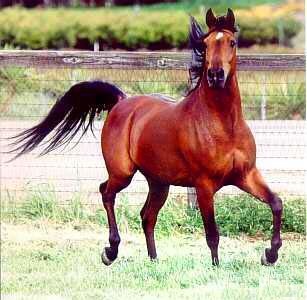 Cheval pur sang arabe 053