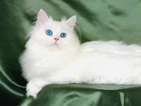 Chat 001