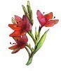 Coloriage FLEUR