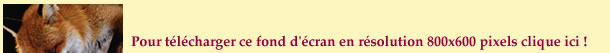 le renard et l'enfant