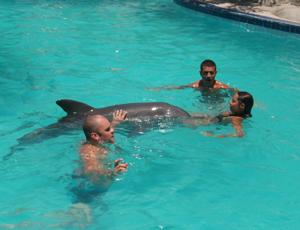 galerie-photos-sur-les-dauphins