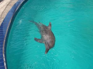 galerie-photos-sur-les-dauphins