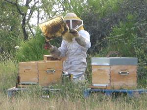 l-apiculture