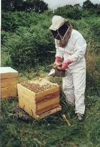 l-apiculture