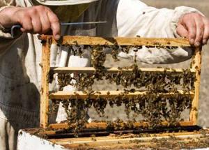 l-apiculture