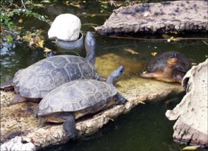 la-vallee-des-tortues