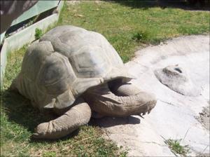 la-vallee-des-tortues