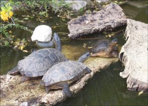 la-vallee-des-tortues