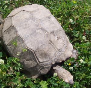 la-vallee-des-tortues