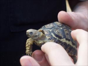 la-vallee-des-tortues