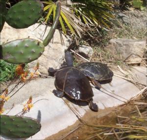la-vallee-des-tortues