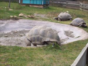 la-vallee-des-tortues