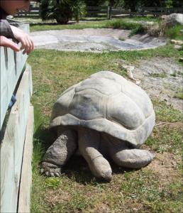 la-vallee-des-tortues