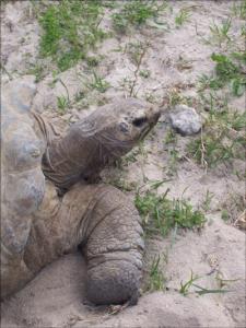 la-vallee-des-tortues