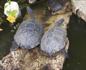 la-vallee-des-tortues
