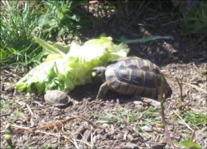 la-vallee-des-tortues