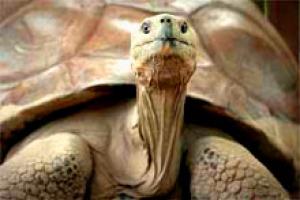 la-vallee-des-tortues