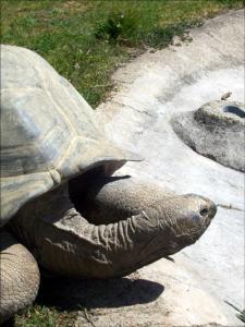 la-vallee-des-tortues