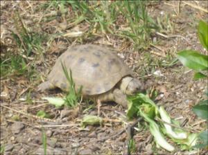 la-vallee-des-tortues