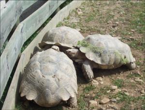 la-vallee-des-tortues