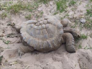 la-vallee-des-tortues