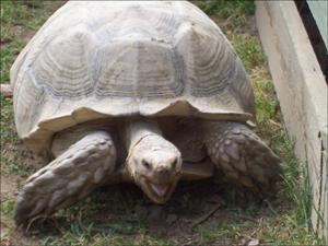 la-vallee-des-tortues