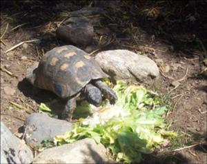 la-vallee-des-tortues
