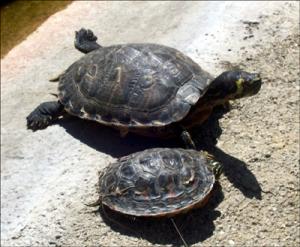 la-vallee-des-tortues
