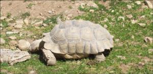 la-vallee-des-tortues