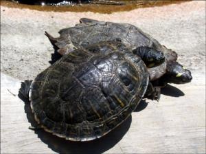 la-vallee-des-tortues