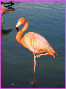 le-flamant-rose-24949.jpg