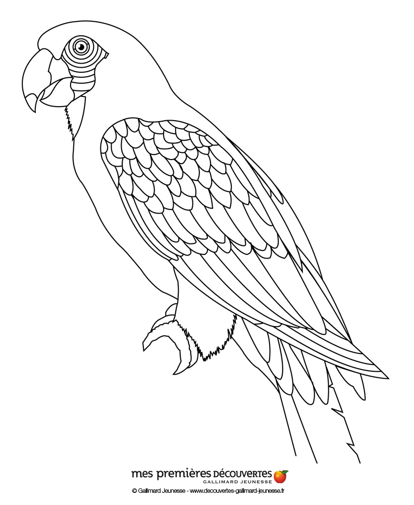 Coloriage d'un perroquet