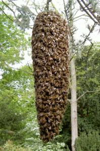 les-abeilles