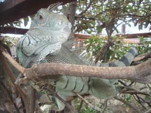 les-iguanes