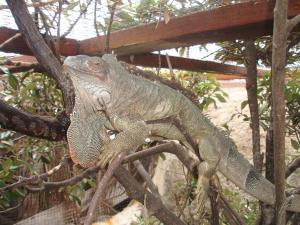 les-iguanes
