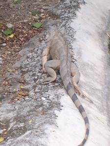 les-iguanes