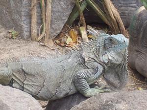 les-iguanes