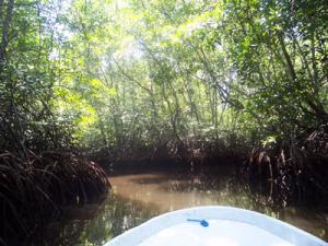 les-mangroves