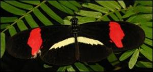 les-papillons-tropicaux