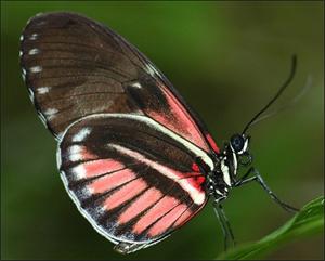 les-papillons-tropicaux